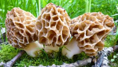 What is the difference between morel mushrooms and string mushrooms?