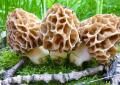 Чем отличаются грибы сморчок от строчка
